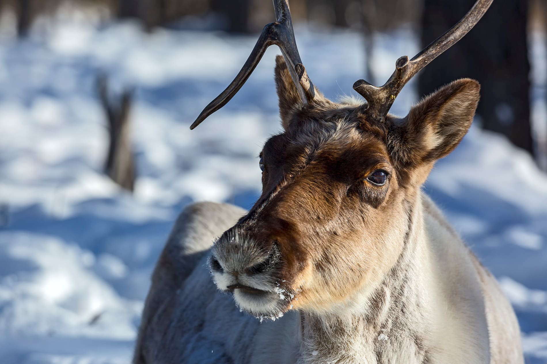 Rennes en hiver en Mongolie