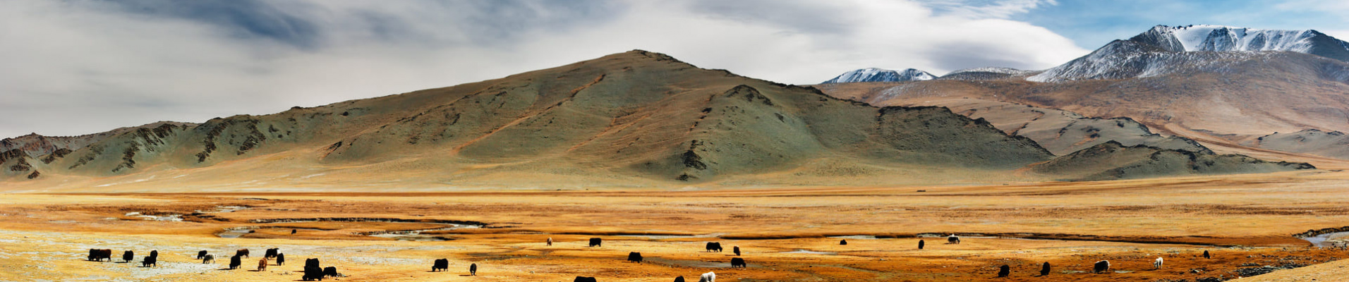 yacks-plaines-mongolie