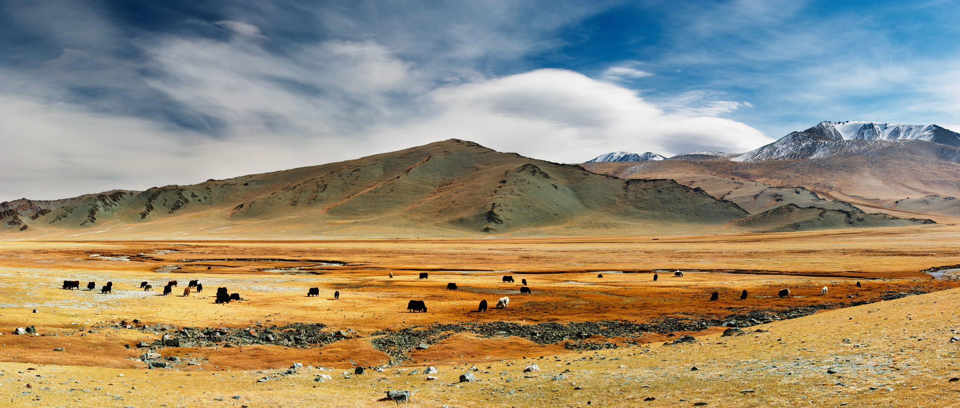 yacks-plaines-mongolie