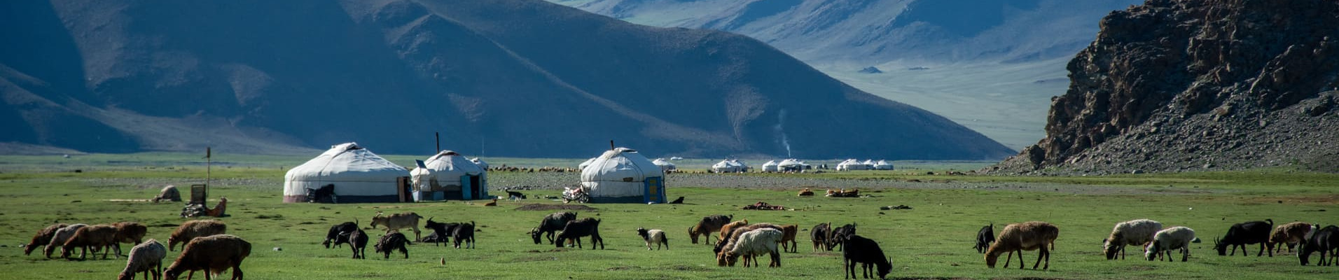 animaux-yourtes-mongolie