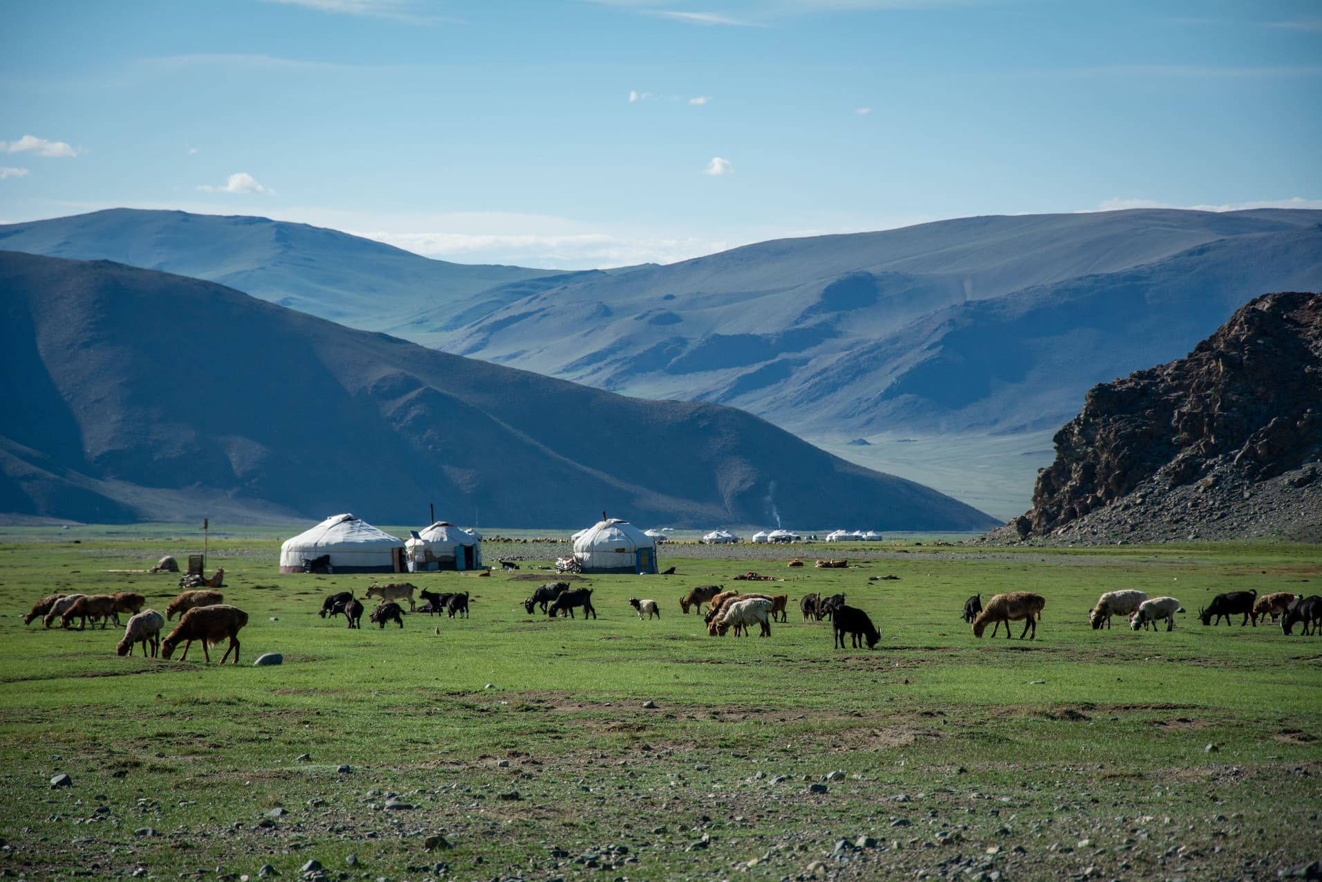 animaux-yourtes-mongolie