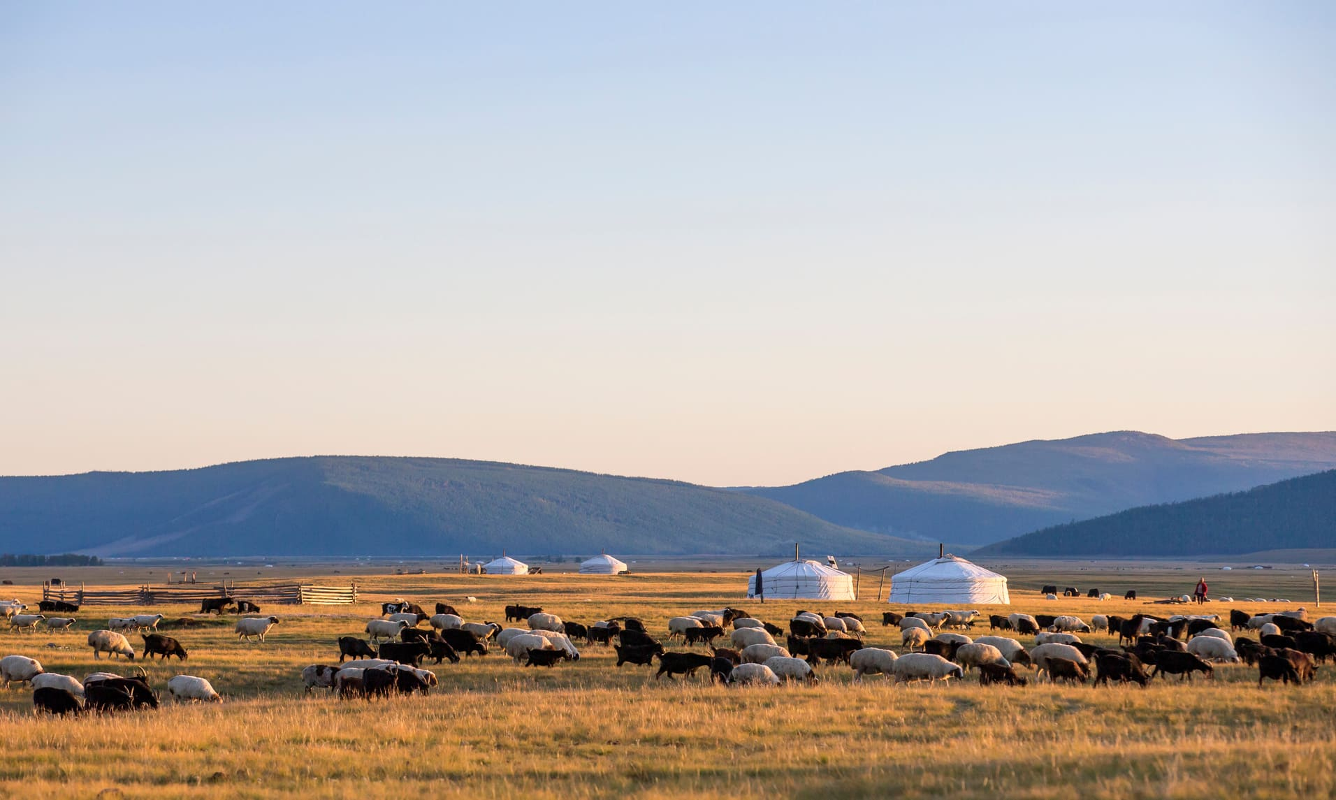 moutons-coucher-de-soleil-mongolie