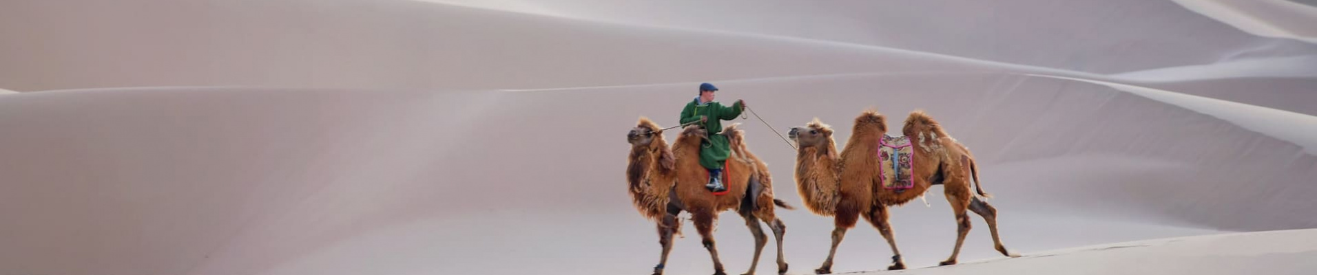 chameaux-desert-gobi-mongolie